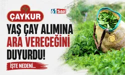 ÇAYKUR yaş çay alımına ara vereceğini duyurdu! İşte nedeni...