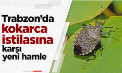 Trabzon’da kokarca istilasına karşı yeni hamle