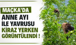 Maçka’da anne ayı ile yavrusu kiraz yerken görüntülendi