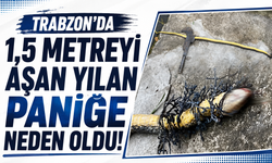 Trabzon’da 1,5 metreyi aşan yılan paniğe neden oldu