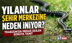Yılanlar şehir merkezine neden iniyor? Trabzon’da merak edilen soruya yanıt