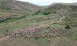 Göçerlerin yüksek rakımlı yaylalardaki mesaisi sürüyor