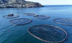 Ordu'da kafeslerde üretilen balıklar, 28 milyon euroluk ihracat geliri sağladı