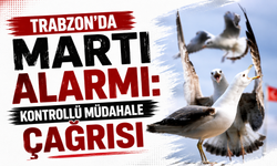 Trabzon’da martı alarmı: Kontrollü müdahale çağrısı