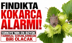 Fındıkta kokarca alarmı: Türkiye’nin en büyük tarımsal sorunlarından biri olacak