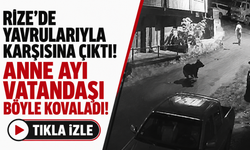 Rize’de yavrularıyla karşısına çıktı! Anne ayı vatandaşı böyle kovaladı