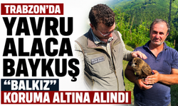 Trabzon’da yavru alaca baykuş “Balkız” koruma altına alındı