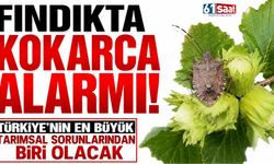 Fındıkta kokarca alarmı: Türkiye’nin en büyük tarımsal sorunlarından biri olacak