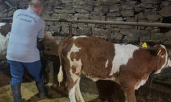 Aydıntepe'de 6 köyde daha buzağı küpeleme ve aşılama çalışmaları tamamlandı