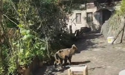 Bölgemizde güldüren olay! Evlerinin önüne gelen yavru ayıyı beslediler