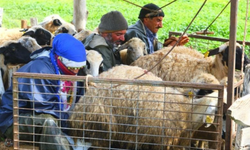 Erzincan Tulum Peyniri yaylalarda geleneksel yöntemlerle üretiliyor