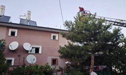 Apartman çatısında mahsur kalan kedi itfaiye ekiplerince kurtarıldı
