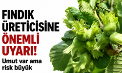 Fındık üreticisine önemli uyarı! Umut var ama risk büyük