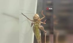 Evlere giren dev çekirgeler paniğe neden oldu