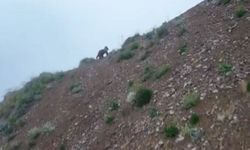 Artvin’de dronu fark eden ayı hızla kaçtı