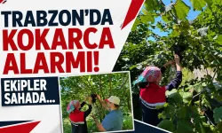 Trabzon'da kokarca alarmı! Ekipler sahada