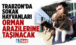 Trabzon’da sokak hayvanları orman arazilerine taşınacak