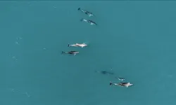 Karadeniz'de sürü halinde yüzen yunuslar dronla görüntülendi