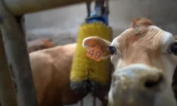 Trabzon'da suni tohumlama çalışmaları sürüyor