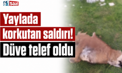 Yaylada korkutan saldırı! Düve telef oldu