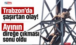 Trabzon’da şaşırtan olay! Ayının direğe çıkması sonu oldu