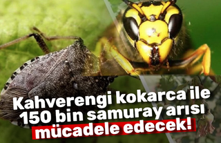 Kahverengi kokarca ile 150 bin samuray arısı mücadele edecek!