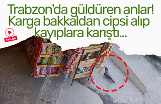 Trabzon'da güldüren anlar! Karga bakkaldan cipsi alıp kayıplara karıştı...