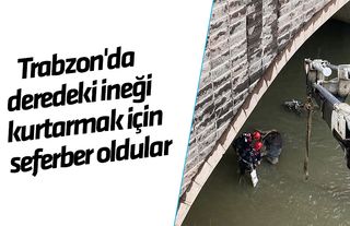 Trabzon'da deredeki ineği kurtarmak için seferber oldular