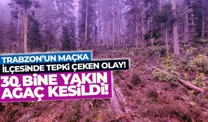 Trabzon'un Maçka İlçesinde 30 bine yakın ağaç kesildi!