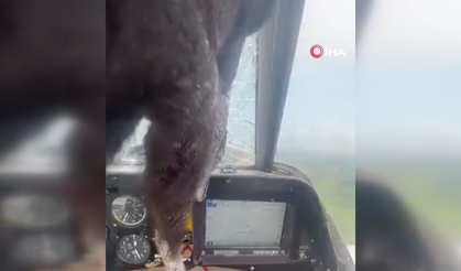 Uçağa çarpan kuş kokpite girdi, pilot kanlar içinde kaldı!