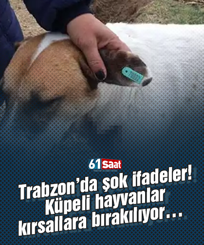 Trabzon’da şok ifadeler… Küpeli hayvanlar kırsallara bırakılıyor… 