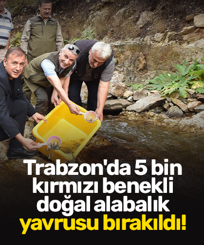 Trabzon'da 5 bin kırmızı benekli doğal alabalık yavrusu bırakıldı!