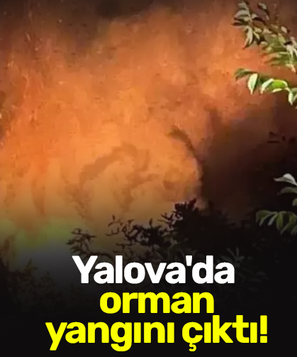 Yalova'da orman yangını çıktı!
