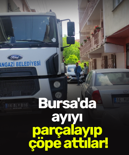 Bursa'da ayıyı parçalayıp çöpe attılar!
