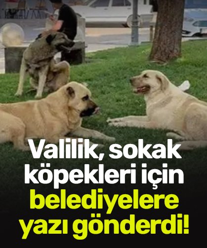 Valilik, sokak köpekleri için belediyelere yazı gönderdi!