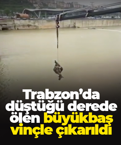 Trabzon’da düştüğü derede ölen büyükbaş vinçle çıkarıldı