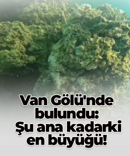 Van Gölü'nde şu ana kadarki en büyük mikrobiyalit tespit edildi