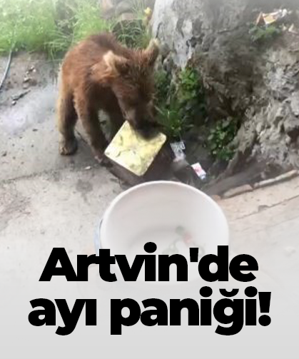 Artvin'de ayı paniği!