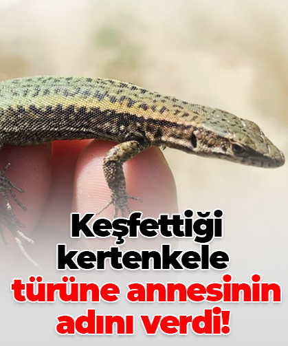 Keşfettiği kertenkele  türüne annesinin  adını verdi!