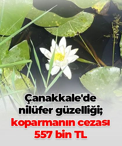 Çanakkale'de nilüfer zamanı: Güzelliği cezayla korunuyor