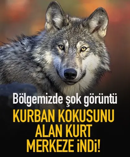 Kurban kokusunu alan Kurt merkeze indi!