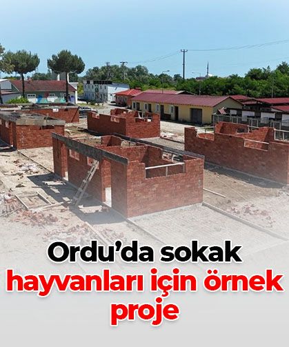 Ordu'da sokak hayvanları için örnek proje