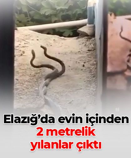Elazığ'da evin içinden 2 metrelik yılanlar çıktı