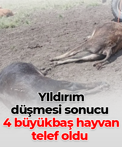 YIldırım  düşmesi sonucu  4 büyükbaş hayvan telef oldu
