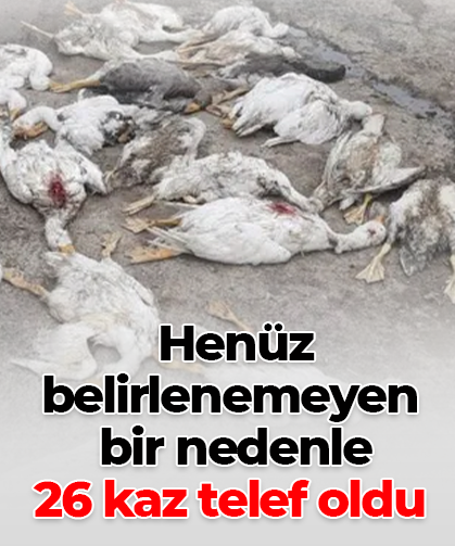 Henüz  belirlenemeyen  bir nedenle  26 kaz telef oldu