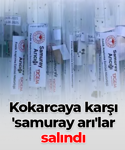 Kokarcaya karşı 'samuray arı'lar salındı