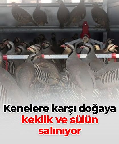 Kenelere karşı doğal mücadele: Keklik ve sülünler doğaya salınıyor