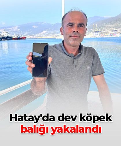 Hatay'da dev köpek balığı yakalandı, yeniden denize bırakıldı