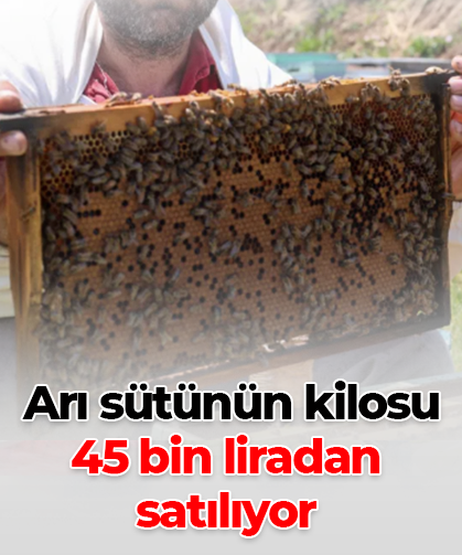 Arı sütünün kilosu  45 bin liradan  satılıyor