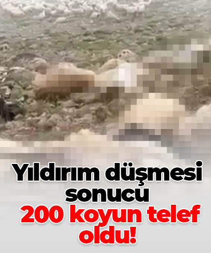 Yıldırım düşmesi sonucu  200 koyun telef oldu!